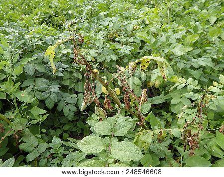 Leaves Of Potato With Diseases, Blight Disease Of Potato Caused By Fungus,(phytophthora Infestans)