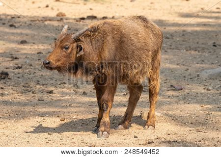 Side View Of A Cape Buffalo Calf, Syncerus Caffer Caffer