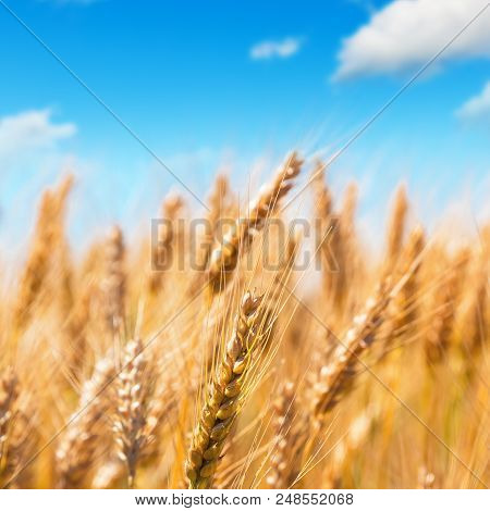 Creative Abstract Agriculture, Farming And Harvesting Concept: Macro View Of Fresh Ripe Wheat Plants