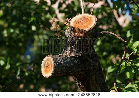 Spilled Branch On A Fruit Tree Close-up. Photographed At A Sunny Day.