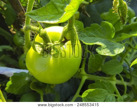 Green Tomato   In Growth At Vegetable Garden. Wegetables From Organic Grower Farm. Summer Garden.