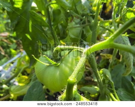 Green Tomato   In Growth At Vegetable Garden. Wegetables From Organic Grower Farm. Summer Garden.