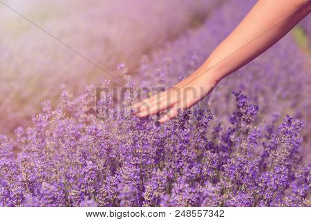 Gathering A Bouquet Of Lavender. Beautiful Girl Holding A Bouquet Of Fresh Lavender In Lavender Fiel