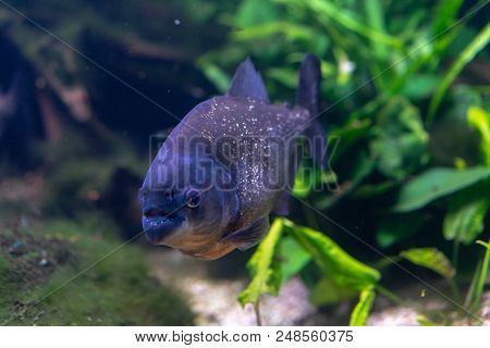 Pygocentrus Nattereri Also Know As Red Bellied Piranham, Amazonian Fish