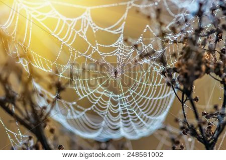 Closeup Of Cobwebs On Dry Grass Foggy Autumn Morning. Web And Dew On A Background Of Dry Grass. Fogg