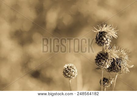 Blooming Brown Knapweed Or Centaurea Jacea Macro, Selective Focus, Antique Light