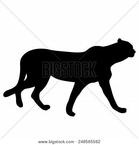 Silhouette Of The Lynx On A White Background.