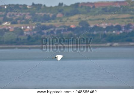 Little Egret In Flight At Langstone Harbour, Uk South Coast