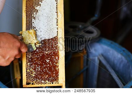 Raw Honey Being Harvested From Bee Hives. Beekeeper Uncapping Honeycomb With Special Beekeeping Fork