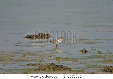 Immature Black Headed Gull Feeding On Mudflats, Langstone Harbour, Hayling Island