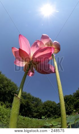 Par de Lotus