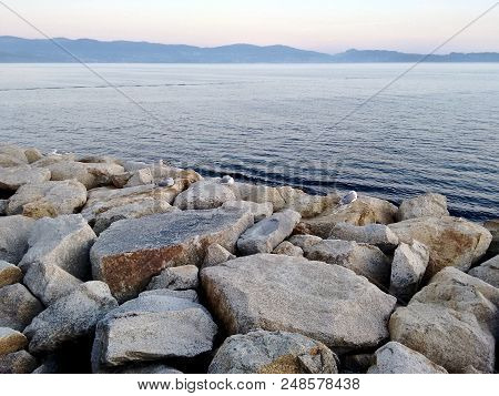 Seagulls Resting On Top Of Some Boulders Near The Sea At Sanxenxo In Galicia Spain