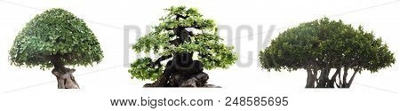 Group Of Tree Isolated On White Background. Bonzai