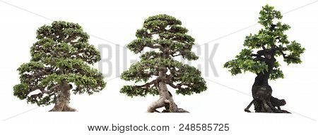 Group Of Tree Isolated On White Background. Bonzai