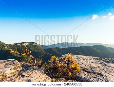 A Bush Against A Background Of Mountains, Tarragona, Spain. Copy Space For Text.
