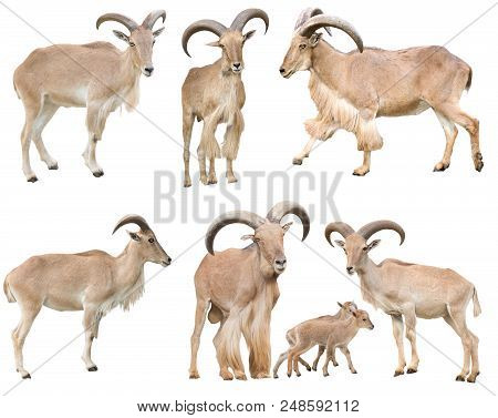 Male And Female Barbary Sheep Isolated