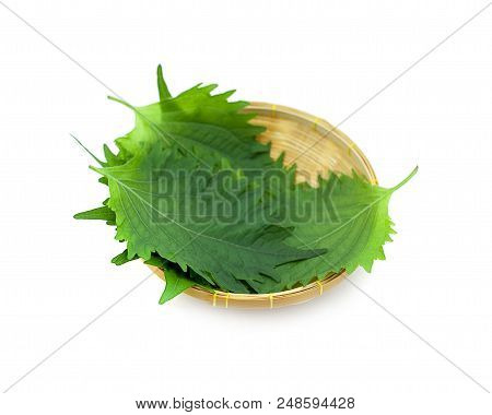 Fresh Green Shiso Leaf On White Background