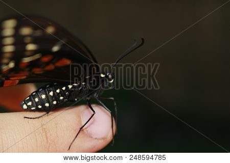 Life At Your Fingertips. Anise Swallowtail Butterfly Resting On A Human Finger..