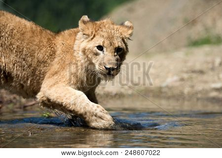 Close Up Young Lion Cub Drink Water