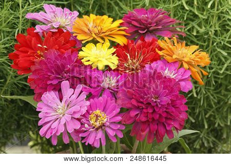 Colorful Summer Flower Zinnia With Extreme Blooming