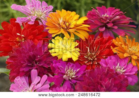 Colorful Summer Flower Zinnia With Extreme Blooming