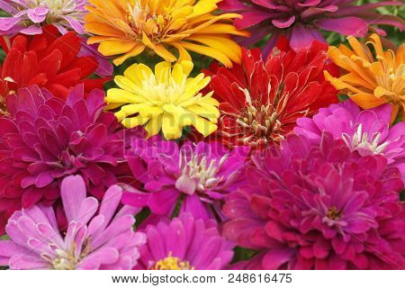 Very Colorful Beautiful Summer Flower Zinnia Multi Color