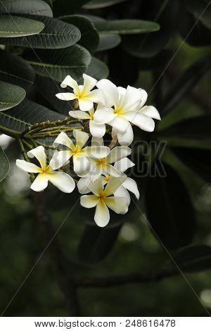 Very Beautiful White Summer Flower Frangipani Plumeria
