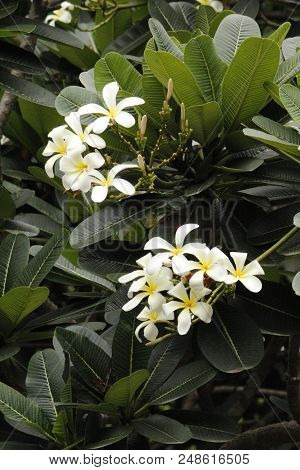 Very Beautiful White Summer Flower Frangipani Plumeria