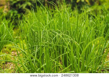 Close-up Of Onion Plantation After The Watering.