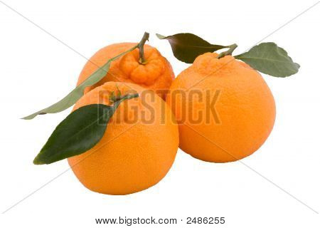 Kolme Hallabongs (Korean oranssi) vihreät lehdet