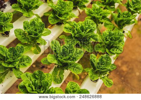 Fresh Lettuce Leaves, Close Up., Butterhead Lettuce Salad Plant, Hydroponic Vegetable Leaves. Organi