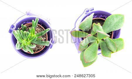 Pot Plants Isolated On White Background. Cacti And Succulents In Two Purple Pots, Flat Lay