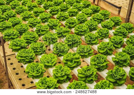 Fresh Lettuce Leaves, Close Up., Butterhead Lettuce Salad Plant, Hydroponic Vegetable Leaves. Organi