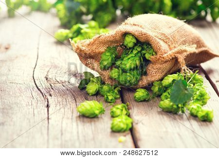 Whole hops in bag on wooden cracked old table. Brewery. Beer ingredients. Beauty fresh-picked hop cones closeup. Sack of hops on vintage background. Alternative medicine