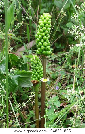 Close Up Of The Cuckoo Pint. Arum Maculatum.