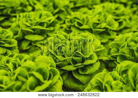 Fresh Lettuce Leaves, Close Up., Butterhead Lettuce Salad Plant, Hydroponic Vegetable Leaves. Organi