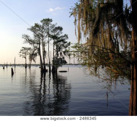 Louisiana Swamp