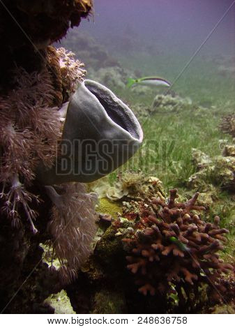 Underwater Photo, A View Of The Coral, Hexactinellid Sponges And Fish In The Red Sea In Israel