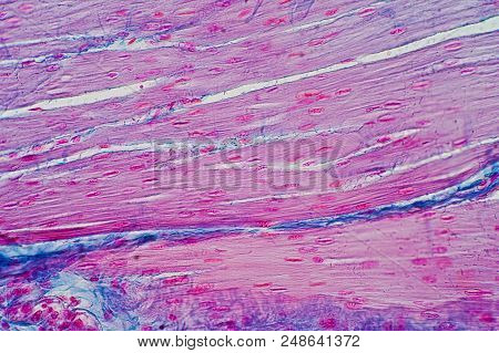 Histology Of Human Smooth Muscle Under Microscope View For Education, Human Tissue