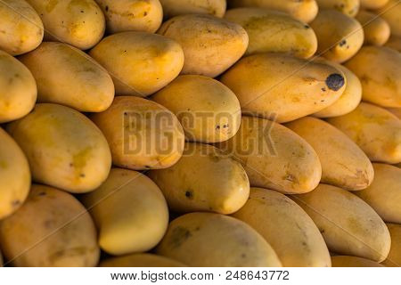 Fresh Colorful Tropical Mangoes On Display At Outdoor Farmers Market