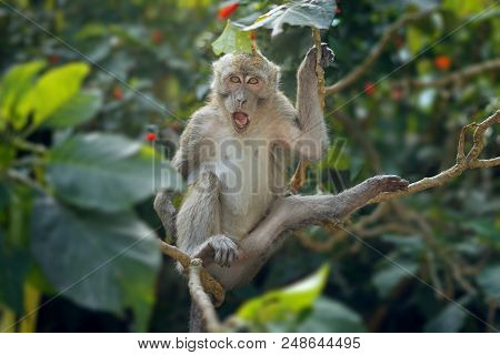 Javanesse Monkey At Kaliurang Forest. This Primate Was Easily Found In This Forest.