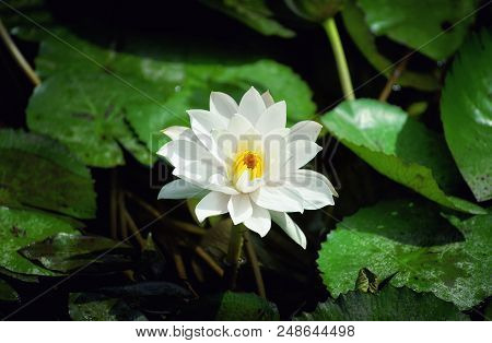 The Lotus Comes From The Murkiest Water But Grows Into The Purest Thing