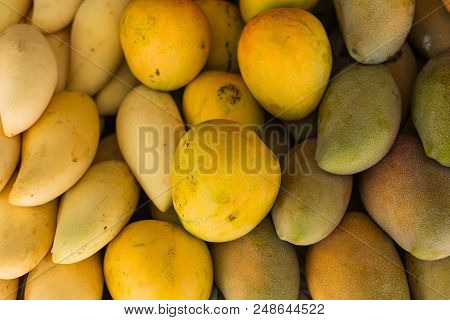 Fresh Colorful Tropical Mangoes On Display At Outdoor Farmers Market