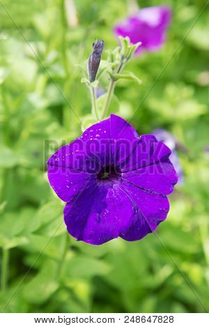 Purple Garden Flower With Raindrops On A Summer Day