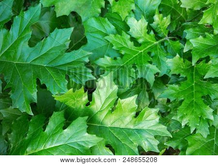 Green background with  Acanthus  leaves.
