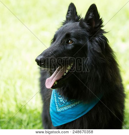 Border Collie dog walking in the woods in Belgium