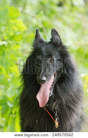 Portrait Of A Groenendeal Dog Outside Belgium