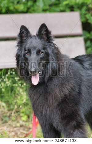 Portrait Of A Groenendeal Dog Outside Belgium