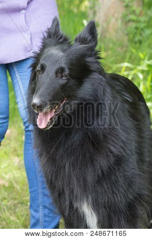 Portrait Of A Groenendeal Dog Outside Belgium