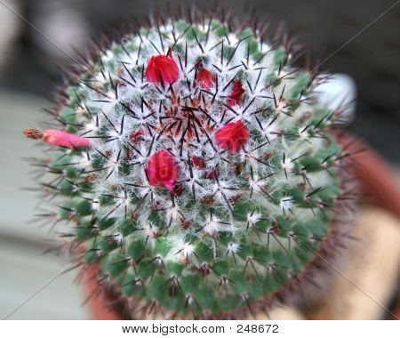 Cacto prickley